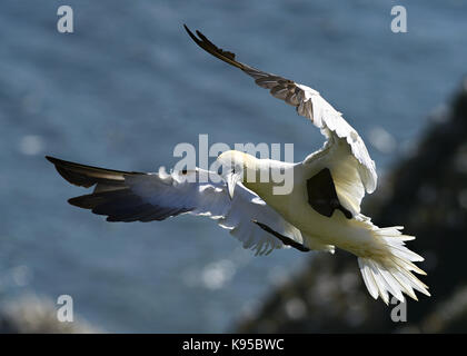 Wild Northern gannet Seabird, abgebildet im Flug anzeigen Schließen Feder detail, Auge und Kopf. Vögel nisten in England. Großbritannien Stockfoto