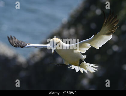 Wild Northern gannet Seabird, abgebildet im Flug anzeigen Schließen Feder detail, Auge und Kopf. Vögel nisten in England. Großbritannien Stockfoto