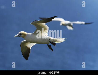 Wild Northern gannet Seabird, abgebildet im Flug anzeigen Schließen Feder detail, Auge und Kopf. Vögel nisten in England. Großbritannien Stockfoto