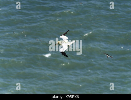 Wild Northern gannet Seabird, abgebildet im Flug anzeigen Schließen Feder detail, Auge und Kopf. Vögel nisten in England. Großbritannien Stockfoto