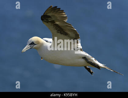 Wild Northern gannet Seabird, abgebildet im Flug anzeigen Schließen Feder detail, Auge und Kopf. Vögel nisten in England. Großbritannien Stockfoto