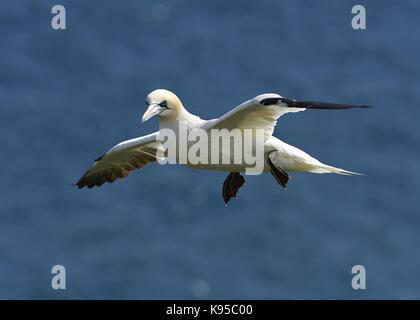 Wild Northern gannet Seabird, abgebildet im Flug anzeigen Schließen Feder detail, Auge und Kopf. Vögel nisten in England. Großbritannien Stockfoto