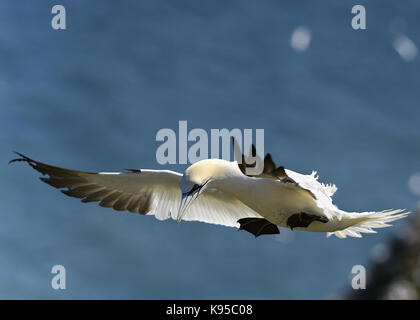 Wild Northern gannet Seabird, abgebildet im Flug anzeigen Schließen Feder detail, Auge und Kopf. Vögel nisten in England. Großbritannien Stockfoto