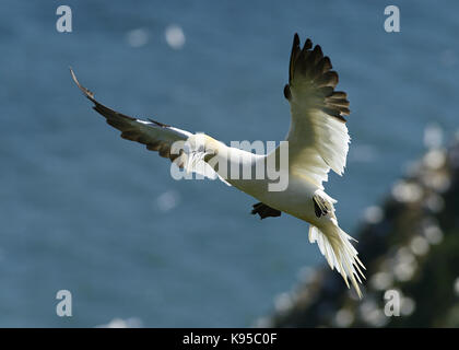 Wild Northern gannet Seabird, abgebildet im Flug anzeigen Schließen Feder detail, Auge und Kopf. Vögel nisten in England. Großbritannien Stockfoto