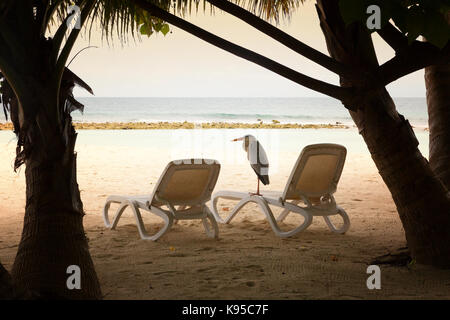 Grauer Heron am Strand, Rasdhoo-Atoll, die Malediven, Asien Stockfoto