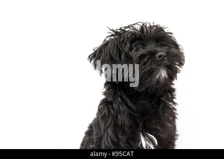 Malteser Welpe Hund Stockfoto