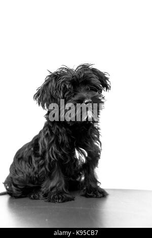 Maltesische schwarzer Hund Stockfoto