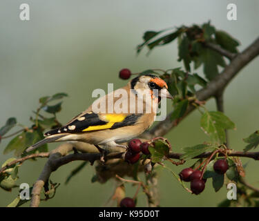 Europäische goldfinch gemeinsamen Garten Vogel dargestellt in einem natürlichen dappled Sonnenlicht Licht in England Großbritannien auf hawthorn Tree, mit Beeren Stockfoto