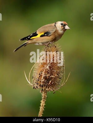 Europäische goldfinch gemeinsamen Garten Vogel dargestellt in einem natürlichen dappled Sonnenlicht Licht in England Großbritannien auf klassischen Karde Kopf Stockfoto