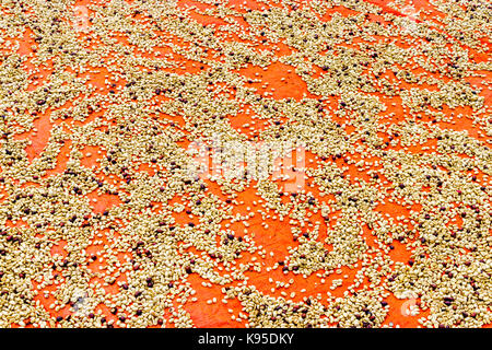 Das Trocknen von Kaffeebohnen auf einem großen orange Lkw planen Stockfoto