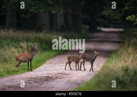 Weibliche Sika deer mit zwei kitze Überqueren der Straße in einem Wald in Dänemark Stockfoto