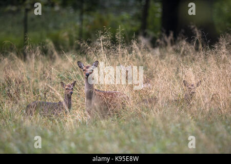 Weibliche sika Reh mit Kitz in einem Wald in Dänemark, Europa Stockfoto