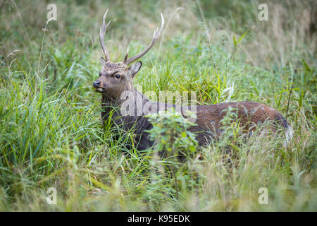 Männliche Sika deer im hohen Gras, jægersborg Wald in Dänemark, Europa Stockfoto
