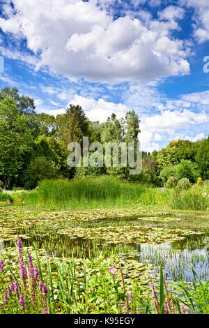 Die Landschaft von viel Grün, ein Teich und Wolken im blauen Himmel. Ein schöner Sommertag in den Botanischen Garten. Stockfoto