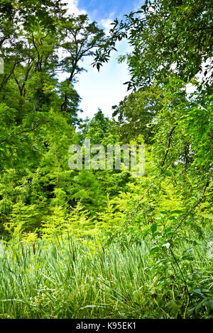 Dichte Dickichte leuchtenden Strahlen der Sonne. Eine Vielzahl von grünen Pflanzen an einem klaren Sommertag. Stockfoto