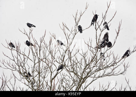 Eine Herde von saatkrähen Sitzen auf einem Baum im Winter. Stockfoto