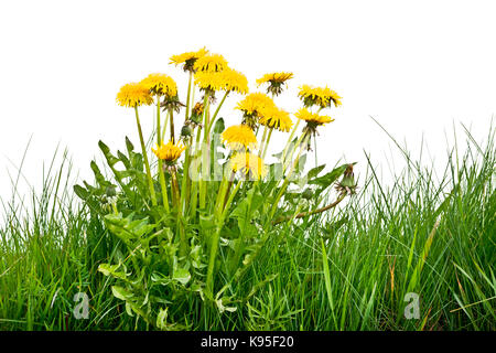 Löwenzahn blühen im Gras auf weißem Hintergrund Stockfoto