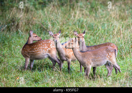 Vier weibliche Sika deer in einem Wald in Dänemark, Europa Stockfoto