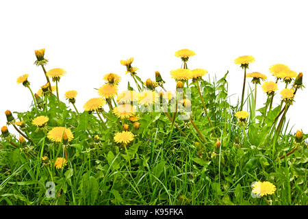 Löwenzahn blühen im Gras auf weißem Hintergrund Stockfoto