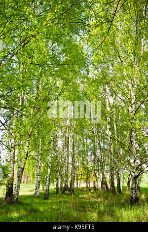 Birch Grove im Frühjahr an einem sonnigen Tag. Stockfoto