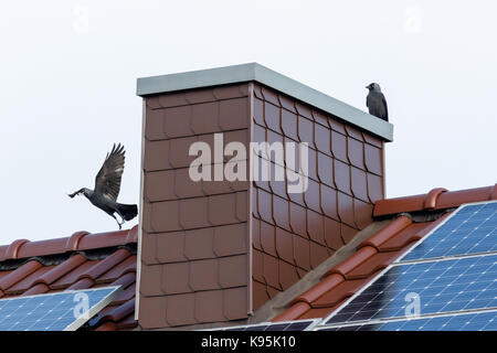 Dohle (Corvus monedula). Deutschland Stockfoto