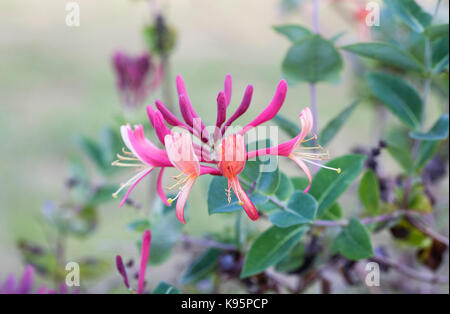 Lonicera Blumen im Herbst. Geißblatt Blume. Stockfoto