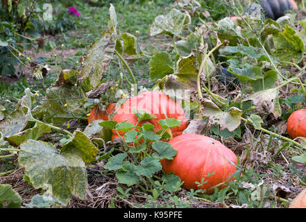 Curcubitas wachsen in einem französischen Garten. Pumpkin Patch. Stockfoto