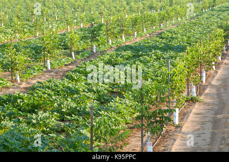 Intercropping, Junge englische Walnuss Obstgarten, der Krämer, der Sorte "Juglans regia" Intercropped-mit grünen Acorn Squash "Cucurbita pepo var. turbinata'. Stockfoto