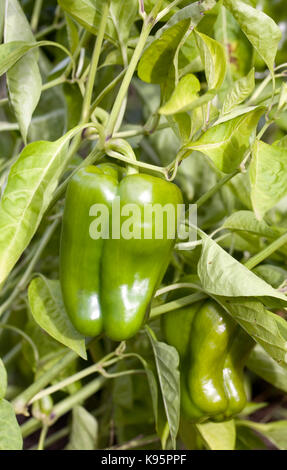 Capsicum annuum. Gemüsepaprika oder Paprika ohne brennenden Geschmack in den Gemüsegarten. Stockfoto