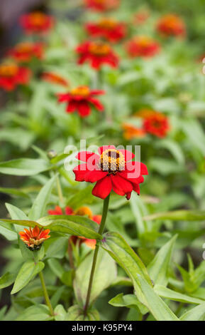 Zinnia 'Zany Scarlet' Blumen. Stockfoto