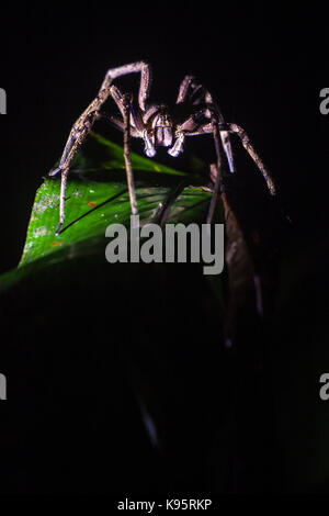 Ein Foto von einem brasilianischen wandering Spinne (Phoneutria sp.) ruht auf einem Blatt Stockfoto