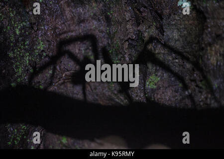 Die Silhouette eines brasilianischen wandering Spinne (Phoneutria sp.) Stockfoto