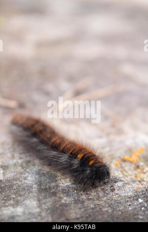 Eine Nahaufnahme eines fox Moth (Macrothylacia Rubi) Stockfoto