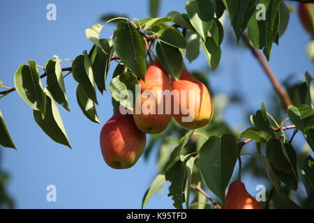 Die Früchte der rote Birnen auf einem Baum im Sommer Stockfoto