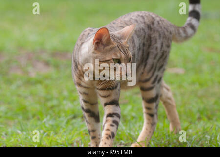 Eine Bengalkatze wandern Stockfoto