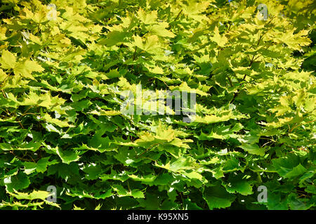 Von jungen, grüne Ahornblätter Hintergrund. Ahorn Blätter von der Sonne beleuchtet. Stockfoto