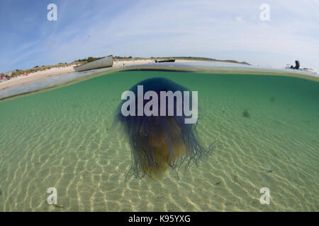 2 Ebenen geschossen von einem blauen Qualle vom Strand von St. Martins, Isles of Scilly, Großbritannien Stockfoto