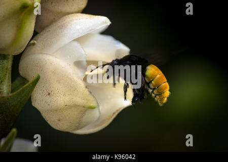 Heiligen Geist Orchidee mit bumple Biene nähert sich im Flug Stockfoto