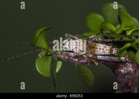 Braun Grau grass Hopper mit seltsamen Einrichtung auf einem Jade Anlage Stockfoto