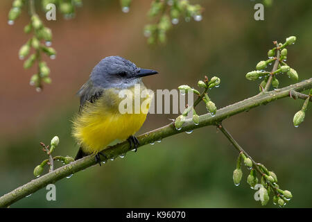 Unreife tropical kingbird nach dem Regen auf einer Bank mit Regentropfen Stockfoto