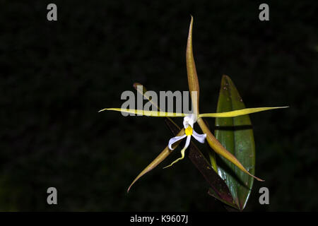 Zarte kleine Orchideen Epidendrum nocturnum mit weißem Zentrum Farben Stockfoto