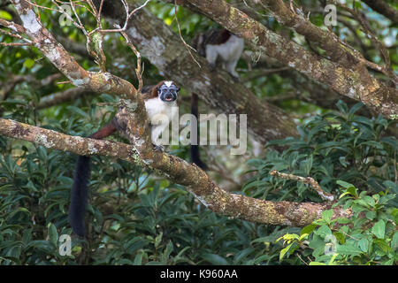 Der geoffroy Tamarin (Saguinus geoffroyi) ist ein kleiner Affe in Panama und Kolumbien gefunden Stockfoto