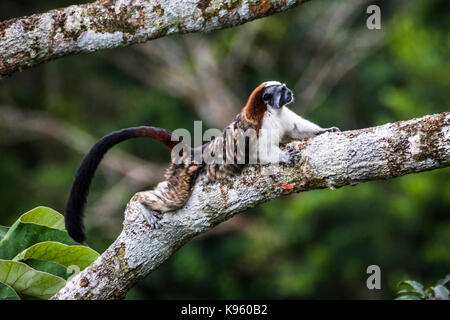 Der geoffroy Tamarin (Saguinus geoffroyi) ist ein kleiner Affe in Panama und Kolumbien gefunden Stockfoto