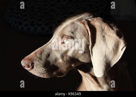 Weimaraner Hund will, nach draußen zu gehen und zu spielen! Stockfoto