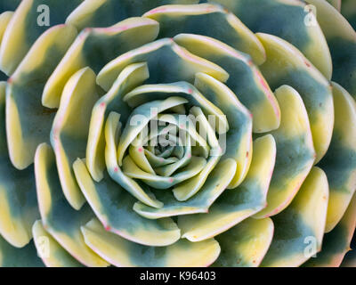 Aeonium sunburst dürreresistente Sukkulenten in enger mit gestreiften Detail Stockfoto