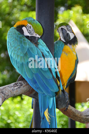 Portrait von Amazon ara Papagei Stockfoto