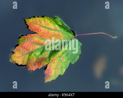 Red Maple (Acer Rubrum) Blatt schweben in Garten Teich Stockfoto