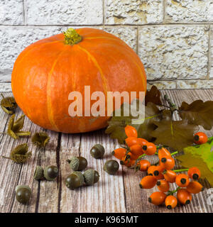 Herbstliche Stillleben mit Kürbissen, Eicheln und Früchte der Hund Baum Stockfoto