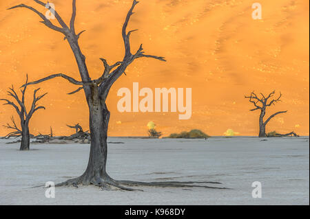 Kamel Dornenbäumen in Deadvlei/Sossus valley Namibia mit roten Dünen im Hintergrund Stockfoto