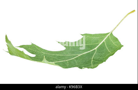 Eichenlaub auf weißem Hintergrund mit Freistellungspfad isoliert Stockfoto